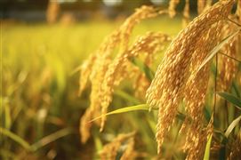 2023農業(yè)產業(yè)化聯(lián)合體的培育支持政策
