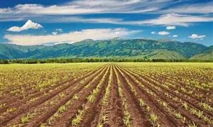 2024種子行業(yè)市場分析：生物育種產(chǎn)業(yè)化步伐加快推進