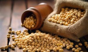 2023大豆行業(yè)現(xiàn)狀分析：1-11月累計大豆進口8,962.5萬噸 同比增13.3%