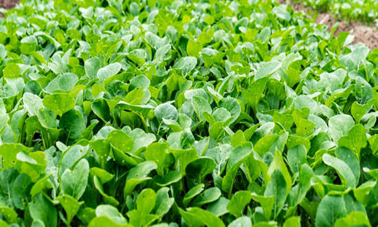 綠色蔬菜行業(yè)調(diào)研 綠色蔬菜行業(yè)市場機(jī)遇分析2024
