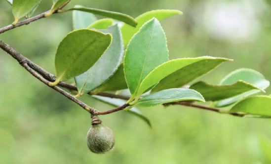 山茶油行業(yè)報告 山茶油行業(yè)供給與需求狀況分析
