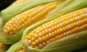 玉米行業(yè)現(xiàn)狀分析：國(guó)內(nèi)玉米價(jià)格持續(xù)下行，后期走勢(shì)如何?