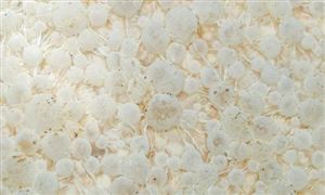 微生物肥料市場(chǎng)需求分析及產(chǎn)業(yè)前景展望