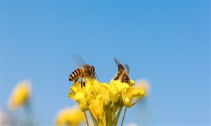 蜜蜂養(yǎng)殖行業(yè)發(fā)展現(xiàn)狀及機遇深度調(diào)研分析2024