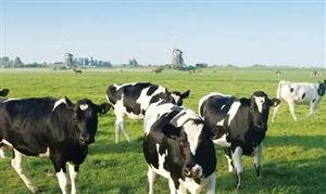 2024畜牧行業(yè)深度調研：畜禽養(yǎng)殖規(guī)模化率達到78%以上
