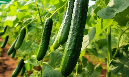 黃瓜行業(yè)供需分析報(bào)告：市場對(duì)黃瓜商品的要求也越來越細(xì)化