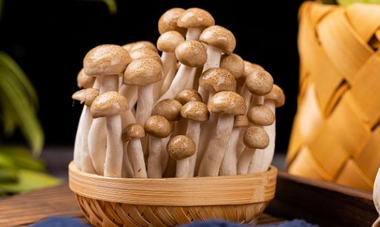2024食用菌產(chǎn)業(yè)現(xiàn)狀及未來發(fā)展趨勢分析