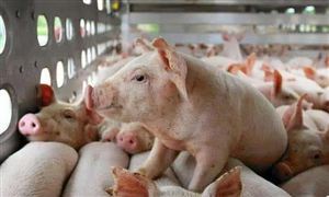 央行稱推動價格溫和回升 行業(yè)拐點在二季度 豬肉深加工行業(yè)市場深度分析報告