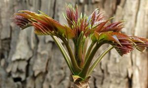 2024香椿種植行業(yè)市場(chǎng)現(xiàn)狀及成本利潤(rùn)分析