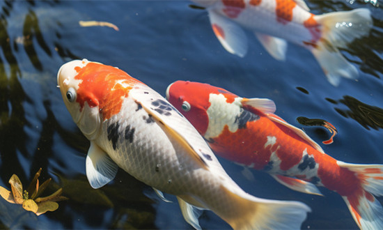 觀賞魚(yú)行業(yè)發(fā)展概況及市場(chǎng)需求情況