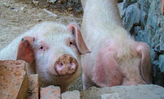 牲豬飼料行業(yè)深度調(diào)研報(bào)告2024：全球豬飼料市場(chǎng)發(fā)展如何?
