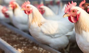 2024中國飼料行業(yè)格局和趨勢展望
