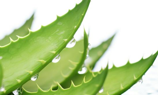 我國(guó)蘆薈行業(yè)開(kāi)發(fā)利用前景廣闊  蘆薈產(chǎn)業(yè)現(xiàn)狀分析
