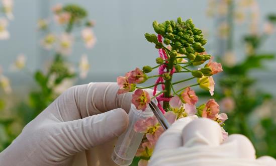 2024高通量、智能化促進高質(zhì)量生物育種創(chuàng)新應用生物育種行業(yè)投資機會：