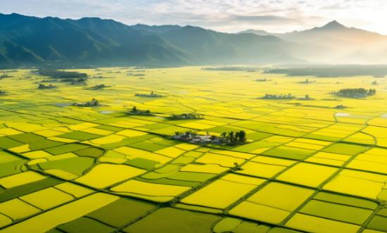 2024水稻種植產業(yè)現(xiàn)狀及未來發(fā)展趨勢分析