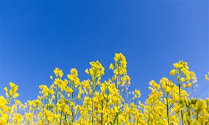 中國(guó)花店行業(yè)發(fā)展現(xiàn)狀分析及市場(chǎng)機(jī)遇分析