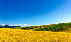 新疆農(nóng)業(yè)行業(yè)市場(chǎng)發(fā)展分析：2024年新疆糧食生產(chǎn)目標(biāo)再增100萬噸