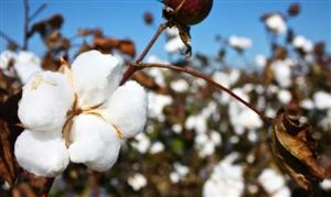 棉花大國大幅下調(diào)產(chǎn)量 國內(nèi)下游基本面逐步改善 棉花行業(yè)未來發(fā)展趨勢(shì)及產(chǎn)業(yè)鏈分析報(bào)告