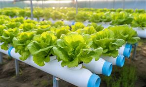 水培蔬菜行業(yè)未來發(fā)展趨勢及投資價值研究2024