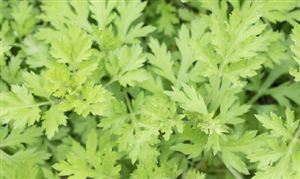 艾草行業(yè)深度調研報告2024：艾草行業(yè)需要尋求差異化定位