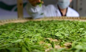 茶葉種植行業(yè)投資潛力、未來趨勢(shì)：朝著標(biāo)準(zhǔn)化、專業(yè)化、規(guī)?；较虬l(fā)展