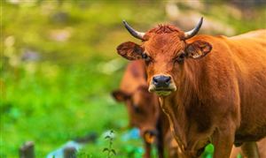 *ST天山：擬成立合資公司 形成北牛南運(yùn)聯(lián)動(dòng) 肉牛養(yǎng)殖產(chǎn)業(yè)現(xiàn)狀及未來發(fā)展趨勢(shì)分析報(bào)告