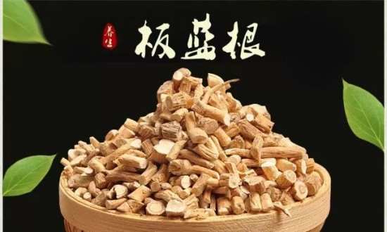 2024年中國板藍(lán)根行業(yè)的市場發(fā)展現(xiàn)狀及重點(diǎn)企業(yè)