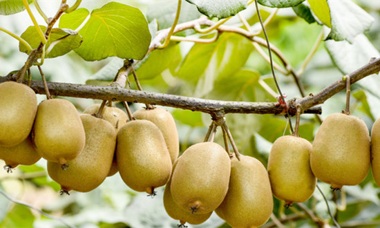 獼猴桃行業(yè)種植面積、產(chǎn)量及市場(chǎng)需求分析