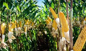 2024年小糯玉米種植情況、玉米市場(chǎng)價(jià)格行情