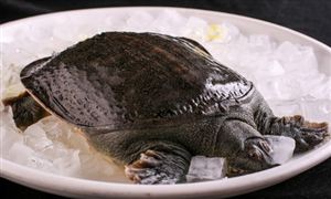 全國每年商品甲魚產(chǎn)量約35萬噸 甲魚養(yǎng)殖行業(yè)市場現(xiàn)狀及前景分析
