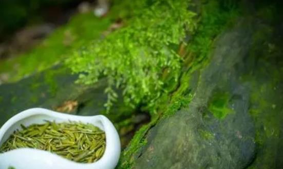 2024有機茶行業(yè)深度分析及前景預(yù)測：市場份額進一步提升