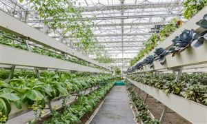 有機(jī)蔬菜行業(yè)市場全面分析2024