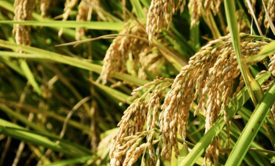 水稻種植產業(yè)供需格局現(xiàn)狀及未來發(fā)展空間分析2024