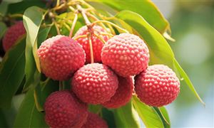 廣東茂名特早熟荔枝上市 荔枝行業(yè)現(xiàn)狀及市場展望2024