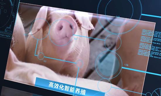 2024智慧養(yǎng)殖產(chǎn)業(yè)現(xiàn)狀、發(fā)展趨勢(shì)、市場機(jī)遇