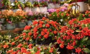 2024年中國(guó)花卉種植行業(yè)發(fā)展現(xiàn)狀分析與投資前景預(yù)測(cè) 蝴蝶蘭市場(chǎng)銷(xiāo)售紅火 淡季不淡
