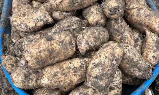 天麻行業(yè)市場(chǎng)投資機(jī)會(huì)與投資價(jià)值分析