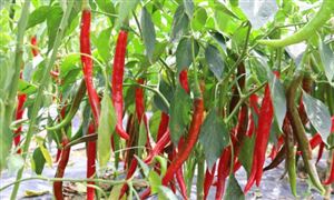 辣椒種植行業(yè)市場(chǎng)現(xiàn)狀分析、成本收益分析2024
