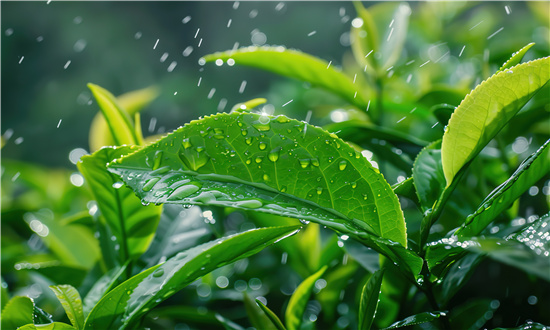 茶葉行業(yè)市場發(fā)分析全景調(diào)研 預(yù)測2024年茶市場規(guī)模將增至6646億元