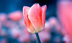 “鮮花經(jīng)濟(jì)”催生千億級(jí)消費(fèi)新藍(lán)海 鮮花行業(yè)市場(chǎng)現(xiàn)狀調(diào)查及研究分析