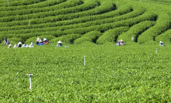 2024年中國茶葉種植行業(yè)的市場發(fā)展現(xiàn)狀及發(fā)展前景分析