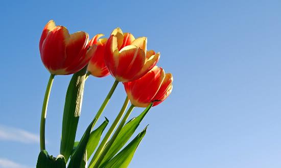 花卉產(chǎn)業(yè)前景投資分析：到2035年力爭(zhēng)花卉年銷(xiāo)售額超過(guò)7000億元