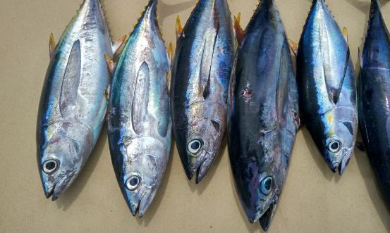 2024金槍魚產(chǎn)業(yè)發(fā)展現(xiàn)狀及供需格局、進(jìn)出口市場(chǎng)分析
