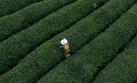 茶葉行業(yè)現(xiàn)狀及未來趨勢分析 2024年1-4月我國出口茶葉近12萬噸