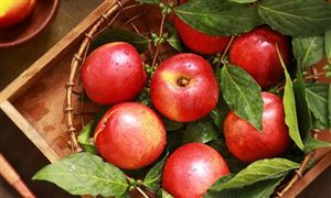中國(guó)特色農(nóng)產(chǎn)品行業(yè)深度調(diào)研及投資機(jī)會(huì)分析