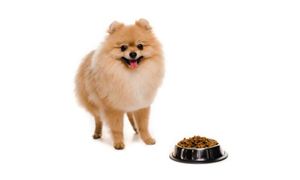 2024寵物食品產(chǎn)業(yè)現(xiàn)狀及未來(lái)發(fā)展趨勢(shì)分析