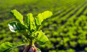 2024年甜菜種植行業(yè)發(fā)展現(xiàn)狀、競爭格局及未來發(fā)展趨勢與前景分析