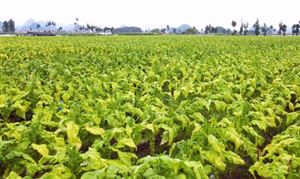 2025年煙草生產(chǎn)項目可行性研究：新型煙草、國產(chǎn)替代、健康轉(zhuǎn)型三大風口下的投資密碼