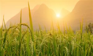 2025中國(guó)谷物種植行業(yè)發(fā)展現(xiàn)狀及市場(chǎng)規(guī)模、投資前景預(yù)測(cè)研究