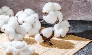 2025棉花行業(yè)市場規(guī)模及未來發(fā)展趨勢、前景分析
